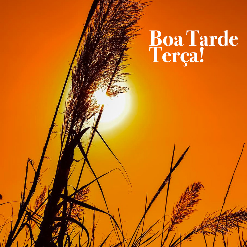 Mensagens de Boa Tarde Terça Feira para você postar nas redes sociais